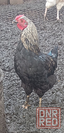 Молодые домашние петушки. Донецк - изображение 3