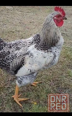 Молодые домашние петушки. Донецк - изображение 2