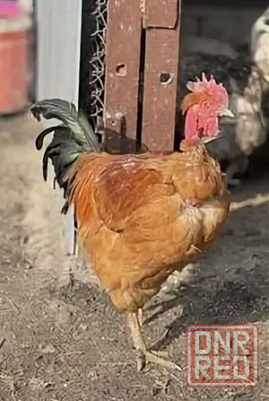 Молодые домашние петушки. Донецк - изображение 1