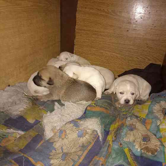 Щеночки в добрые руки Донецк