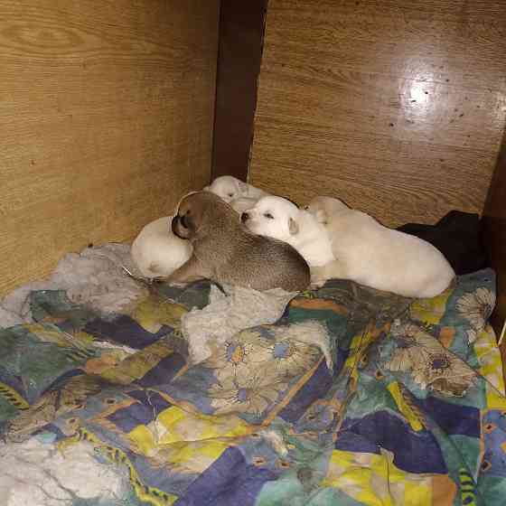 Щеночки в добрые руки Донецк