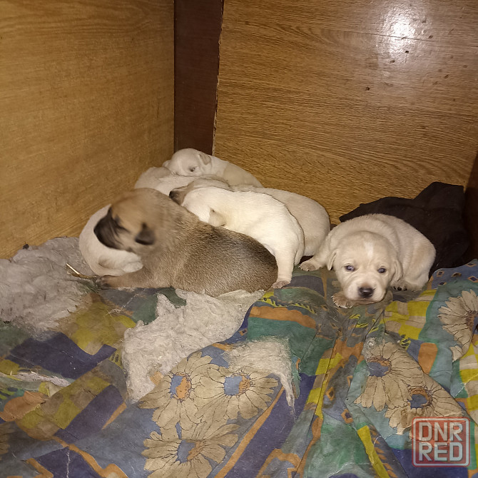 Щеночки в добрые руки Донецк - изображение 2