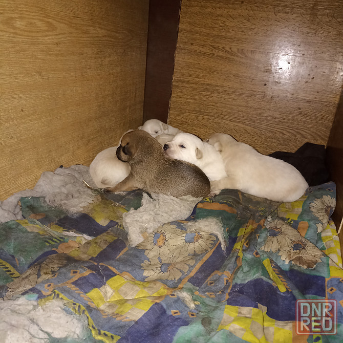 Щеночки в добрые руки Донецк - изображение 1