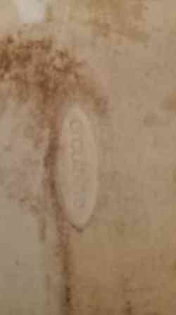 Деко для зепекания. Донецк