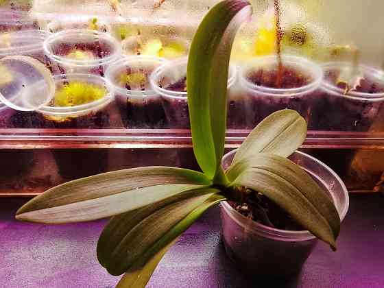 3 подростка фаленопсиса. Донецк