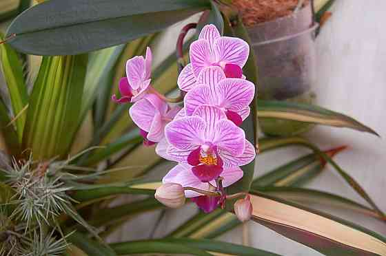 3 подростка фаленопсиса. Донецк