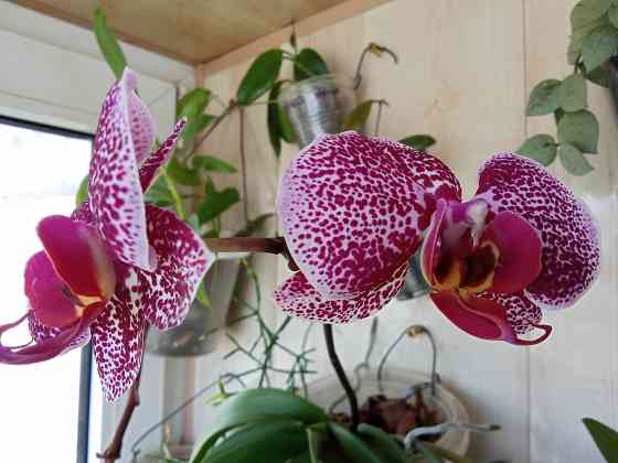 3 подростка фаленопсиса. Донецк