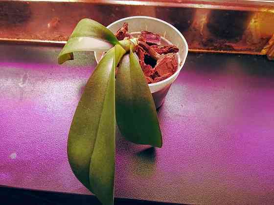 3 подростка фаленопсиса. Донецк