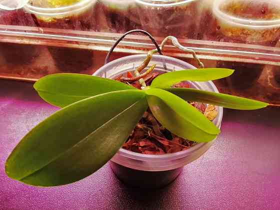 3 подростка фаленопсиса. Донецк