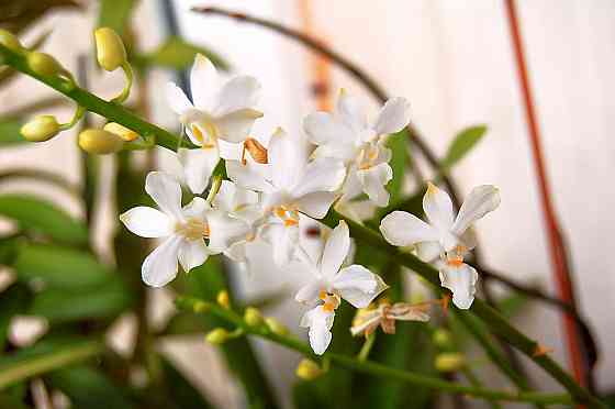 3 подростка фаленопсиса. Донецк