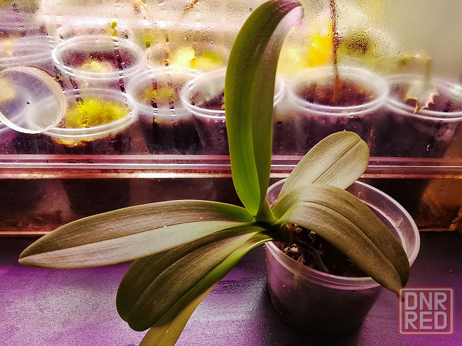 3 подростка фаленопсиса. Донецк - изображение 6