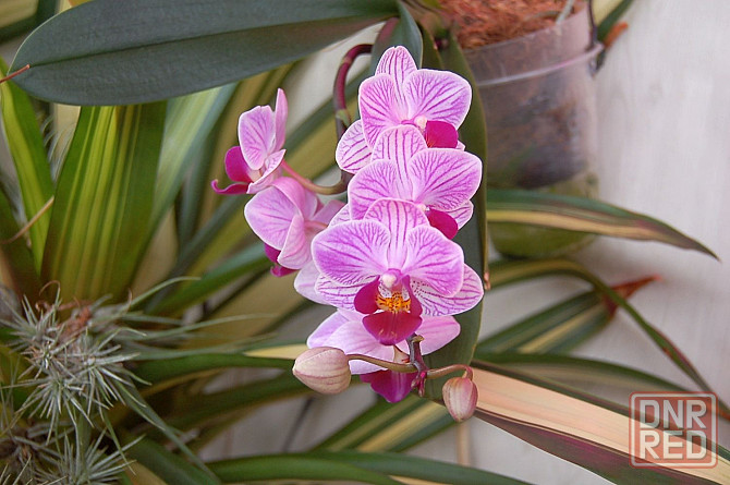 3 подростка фаленопсиса. Донецк - изображение 3