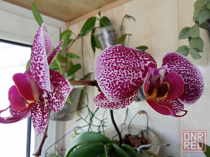 3 подростка фаленопсиса. Донецк - изображение 1