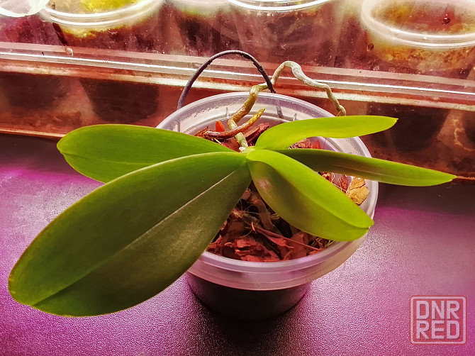 3 подростка фаленопсиса. Донецк - изображение 4