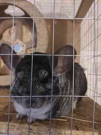 Меняю шиншиллу мальчика на девочку Макеевка