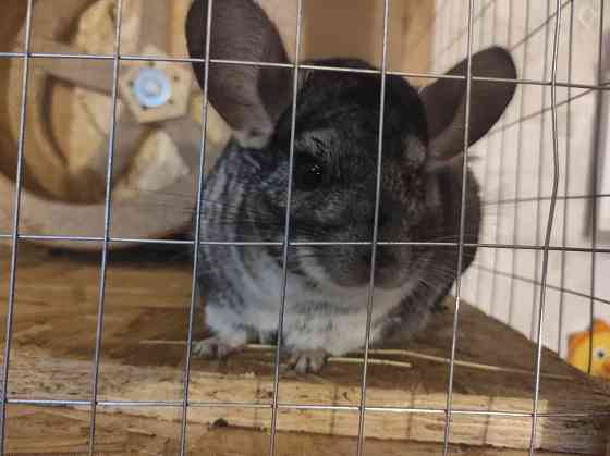 Меняю шиншиллу мальчика на девочку Макеевка