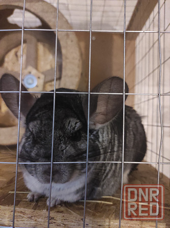 Меняю шиншиллу мальчика на девочку Макеевка - изображение 2