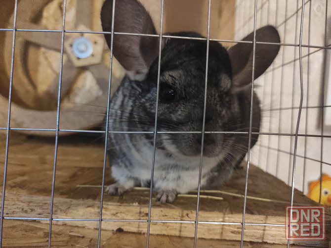 Меняю шиншиллу мальчика на девочку Макеевка - изображение 1