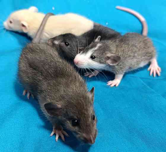 Дамбо Донецк