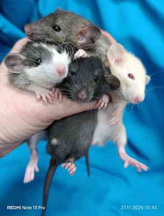 Дамбо Донецк