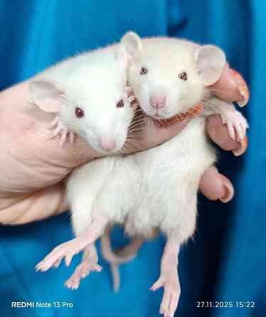 Дамбо Донецк