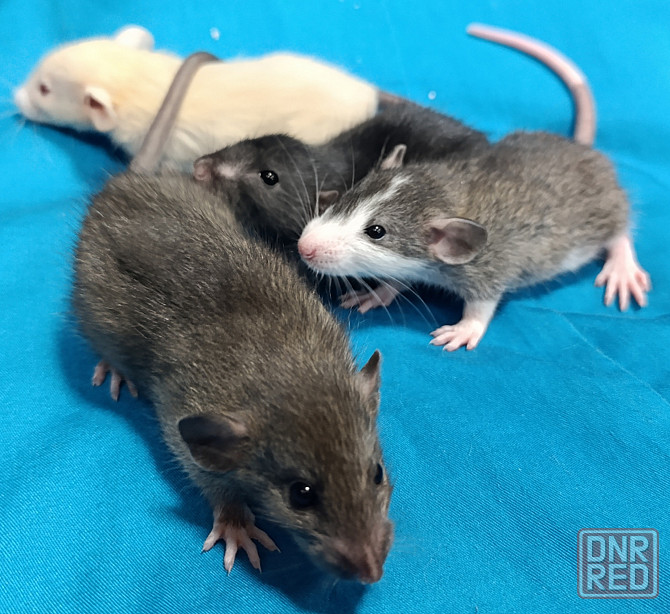 Дамбо Донецк - изображение 3