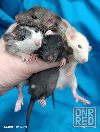 Дамбо Донецк - изображение 1