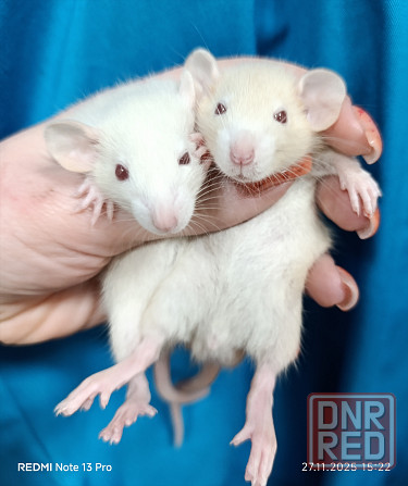 Дамбо Донецк - изображение 2