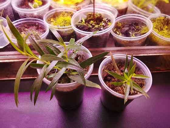 Каллистемон, мирсина, карисса. Донецк