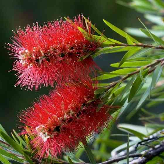 Каллистемон, мирсина, карисса. Донецк