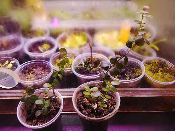 Каллистемон, мирсина, карисса. Донецк