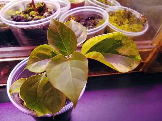 Каллистемон, мирсина, карисса. Донецк