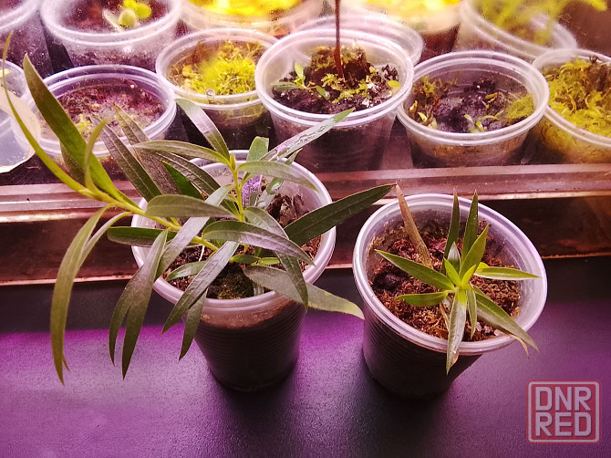 Каллистемон, мирсина, карисса. Донецк - изображение 2