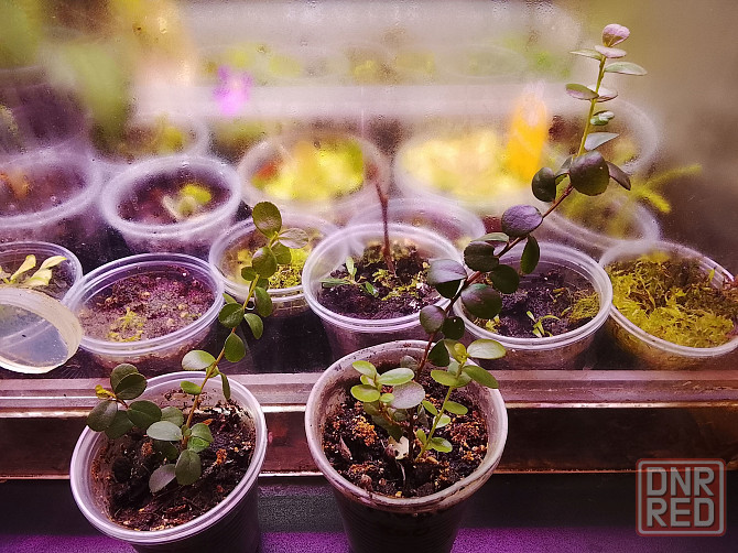 Каллистемон, мирсина, карисса. Донецк - изображение 3