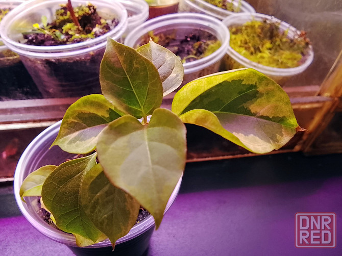 Каллистемон, мирсина, карисса. Донецк - изображение 5