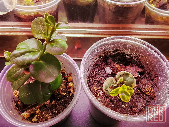 Каллистемон, мирсина, карисса. Донецк - изображение 4