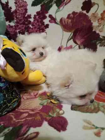 Щенки померанского шпица Донецк