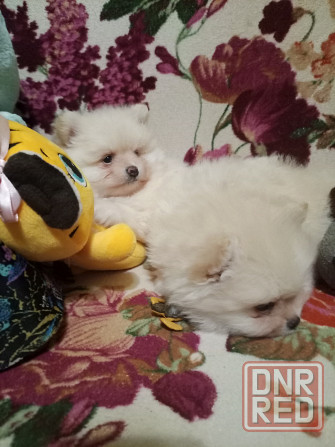 Щенки померанского шпица Донецк - изображение 3