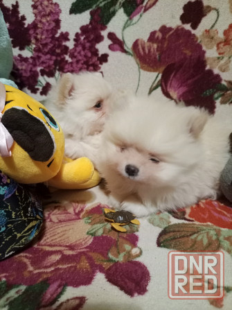 Щенки померанского шпица Донецк - изображение 2