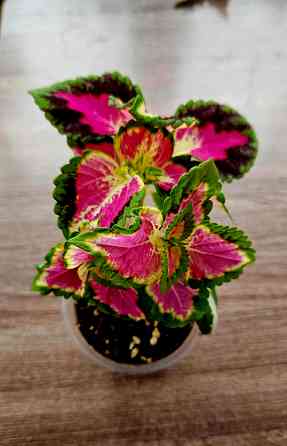 Колеус 150 руб Макеевка