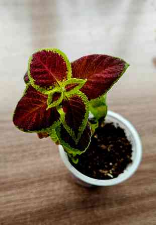 Колеус 150 руб Макеевка