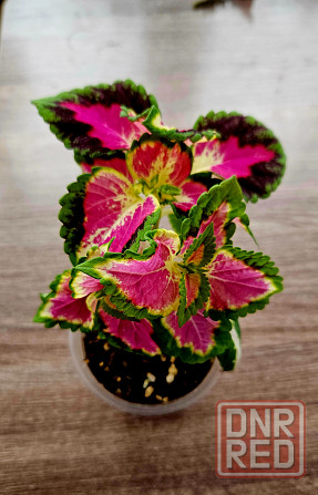 Колеус 150 руб Макеевка - изображение 1