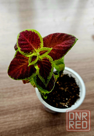 Колеус 150 руб Макеевка - изображение 2