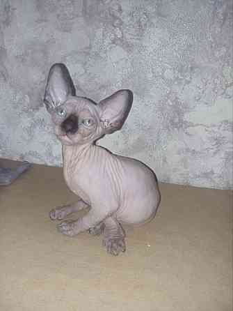 Котёнок канадского сфинкса Енакиево