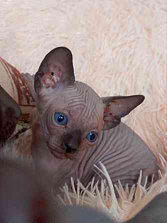 Котёнок канадского сфинкса Енакиево