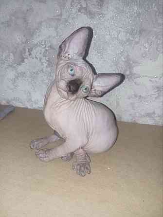 Котёнок канадского сфинкса Енакиево