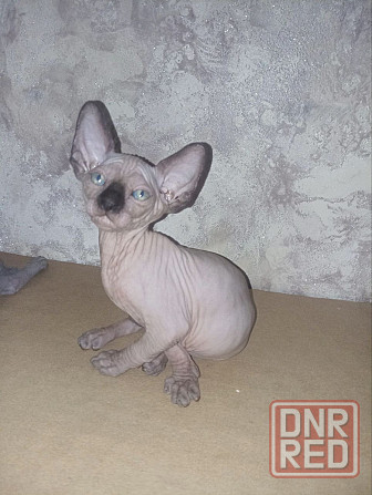 Котёнок канадского сфинкса Енакиево - изображение 2