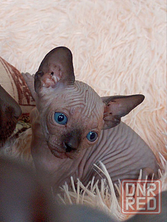 Котёнок канадского сфинкса Енакиево - изображение 3