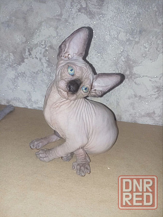 Котёнок канадского сфинкса Енакиево - изображение 1