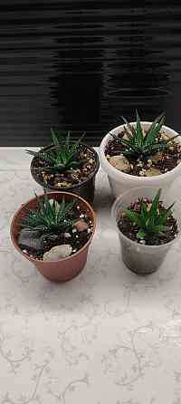 Хавортия Донецк